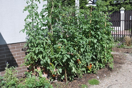 Dwumetrowe pomidorki