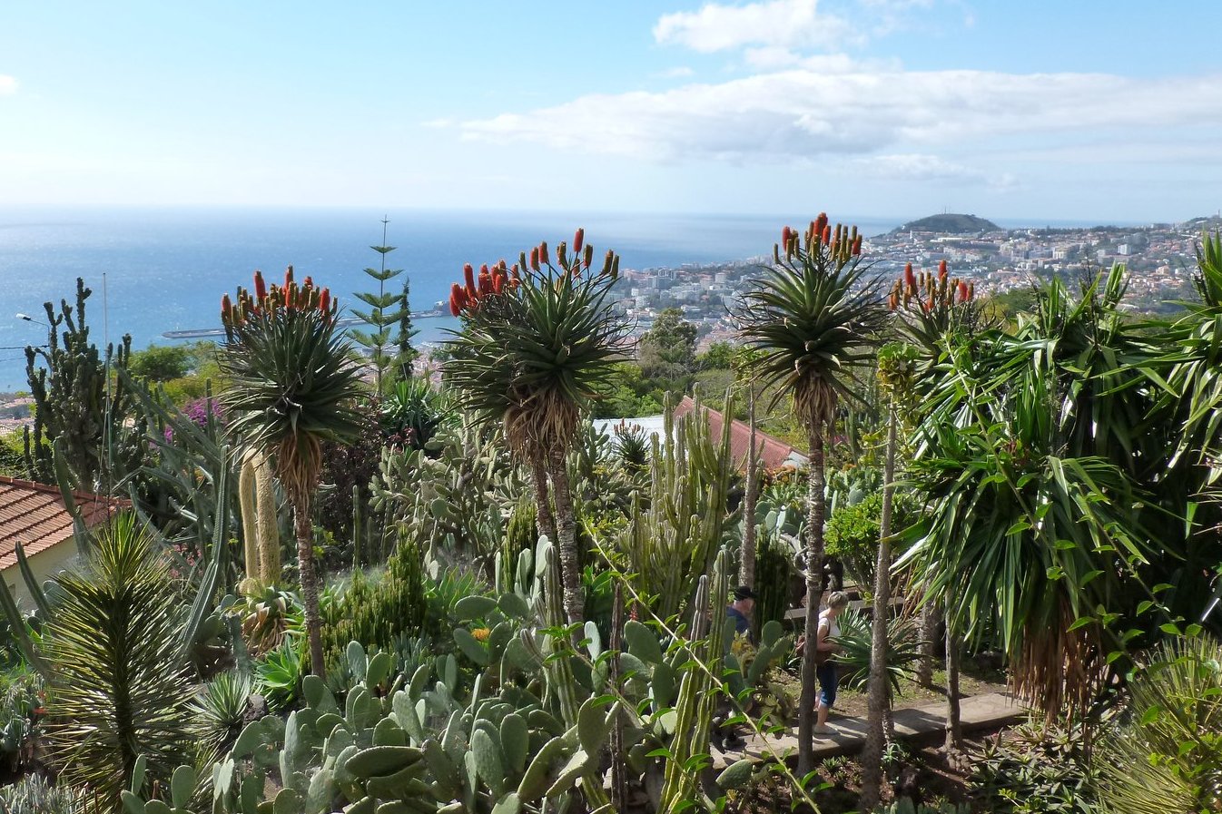 Ogród Botaniczny na Maderze.