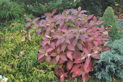 Hortensja piłkowana - przebarwione liści