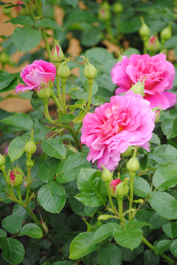 Róża 'Princess Anne'