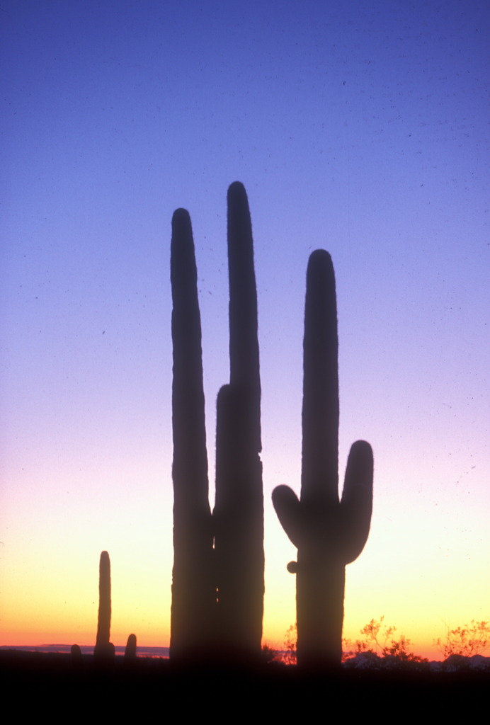 Kaktusy Saguaro. Fot. http://www.nps.gov/sagu
