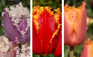 tulipany strzępiaste