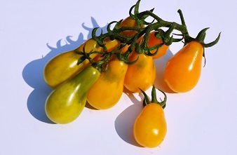 Yellow Pearshaped