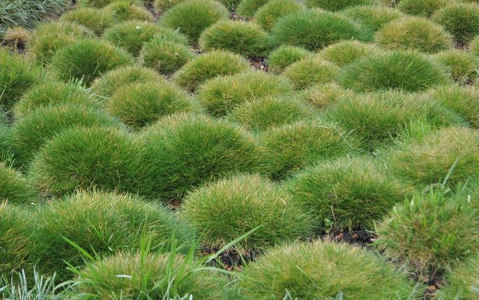 Jakie trawy na trawniki – sprawdź, zanim kupisz nasiona