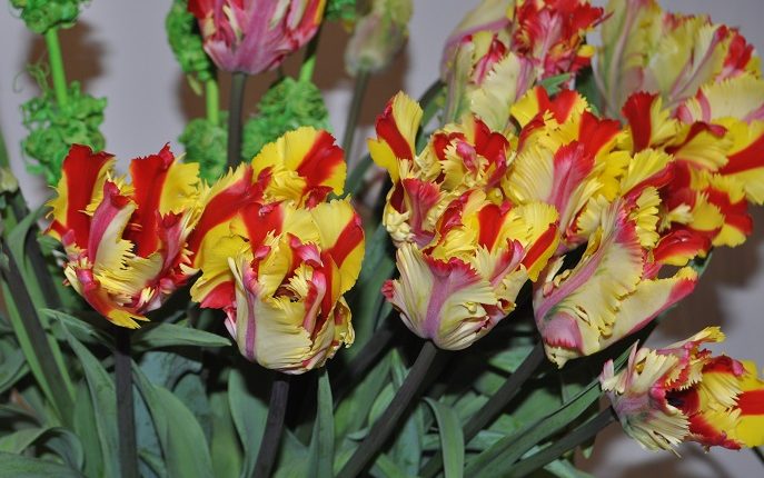 Wystawa tulipanów w Pałacu w Wilanowie