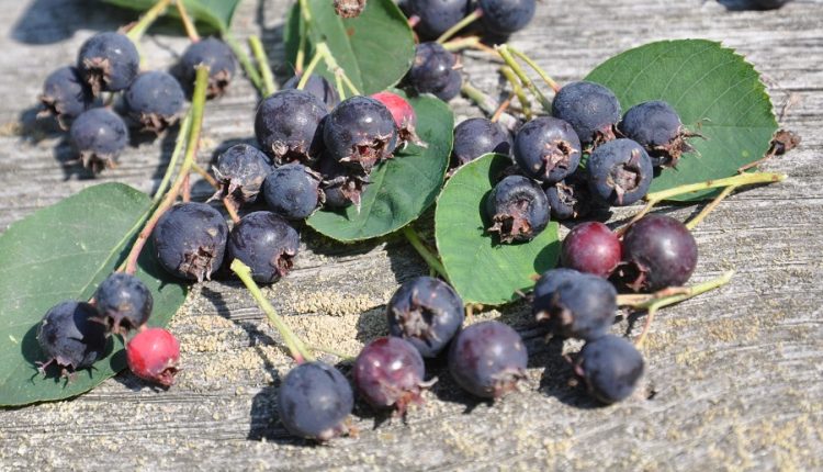 Świdośliwa – niedoceniany krzew owocowy