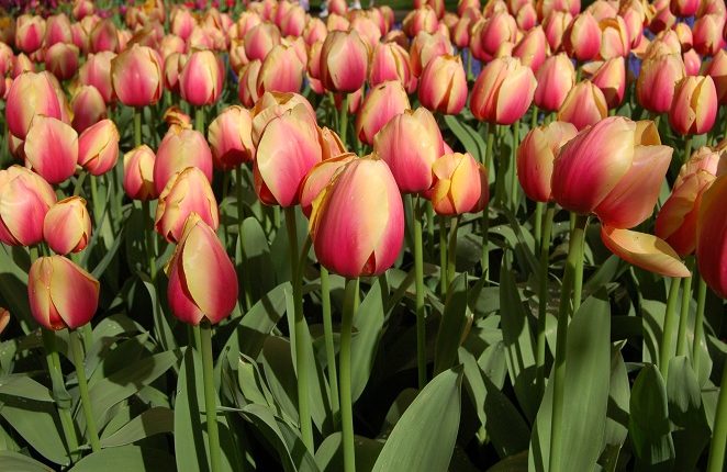 Tulipany Darwina do ogrodu na lata