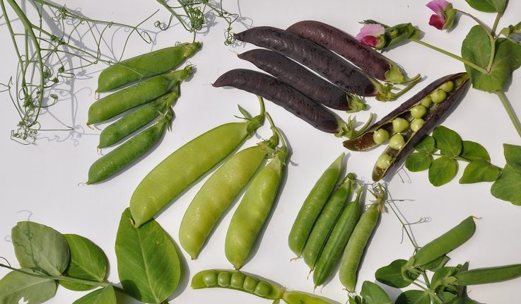 Groch – jakie odmiany posiać w warzywniku?