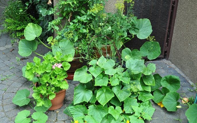Warzywno-ziołowy ogródek w donicy