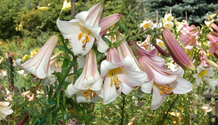 Lilia królewska – pachnąca, piękna i niezawodna