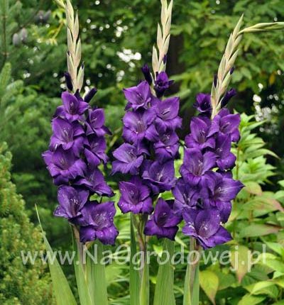 Mieczyk 'Purple Flora’