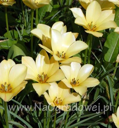 Tulipan Batallina 'Bright Gem’