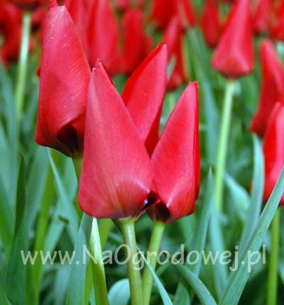 Tulipan Batallina 'Red Hunter’