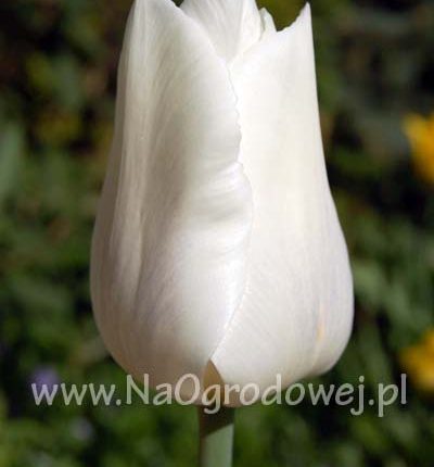 Tulipan 'White Emperor’