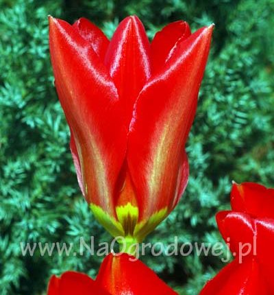 Tulipan 'Red Emperor’