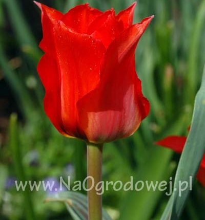 Tulipan 'Red Riding Hood’
