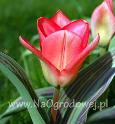 Tulipan 'Sweet Lady’