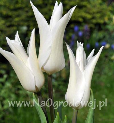 Tulipan 'White Triumphator’