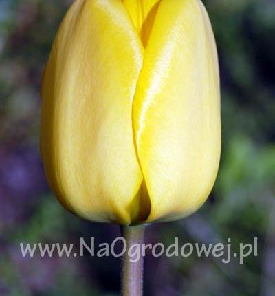 Tulipan 'Golden Apeldoorn’