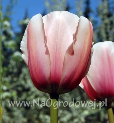Tulipan 'Pink Impression’