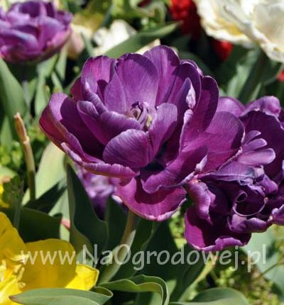 Tulipan 'Blue Spectacle’