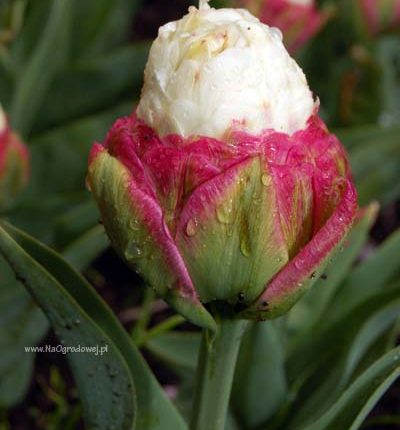 Tulipan 'Ice Cream’