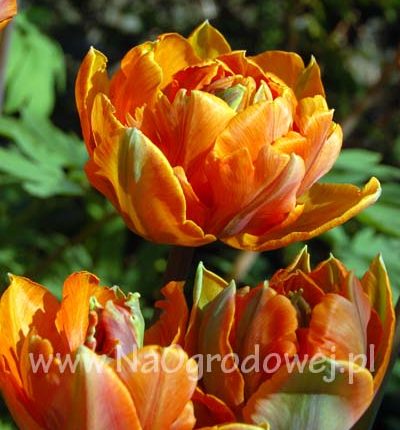 Tulipan 'Orange Princess’