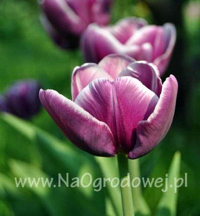 Tulipan 'Arabian Mystery’