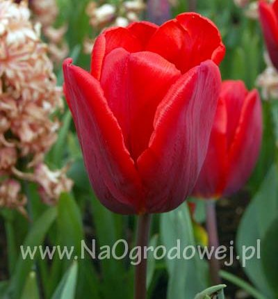 Tulipan 'Couleur Cardinal’