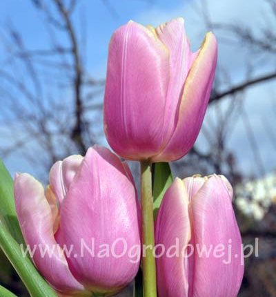 Tulipan 'Holland Beauty’