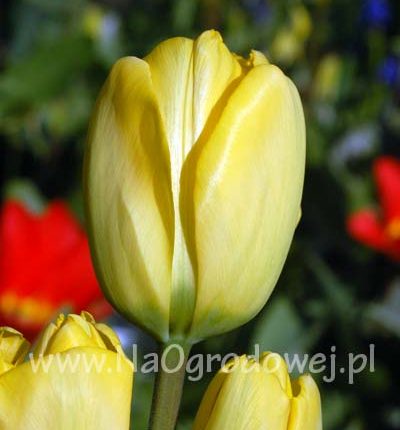 Tulipan 'Jan van Nes’