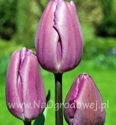 Tulipan 'Purple Flag’