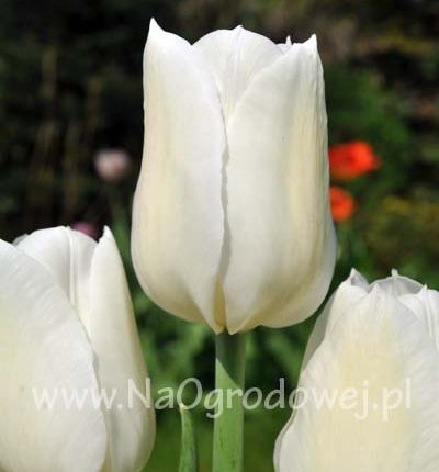 Tulipan 'White Dream’
