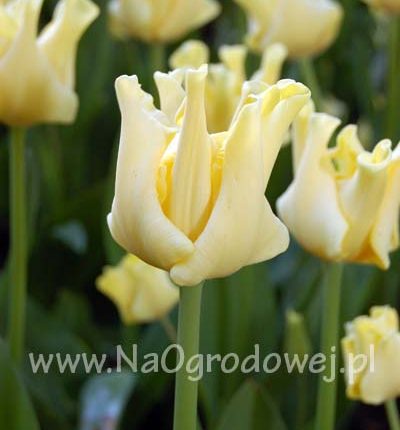 Tulipan 'Yellow Crown’