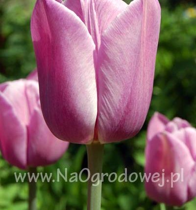 Tulipan 'Violet Beauty’
