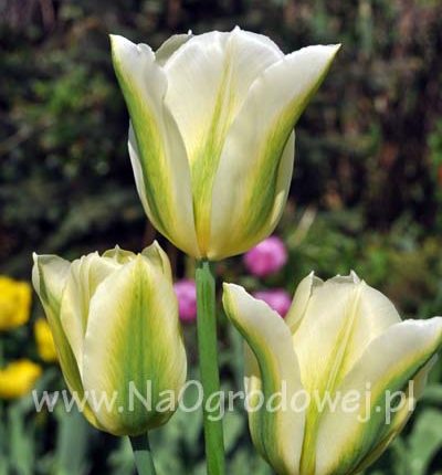 Tulipan 'Spring Green’