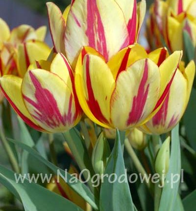Tulipan 'Colour Spectacle’