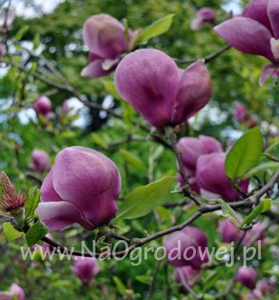 Magnolia pośrednia lub Soulange’a 'Rustica Rubra’
