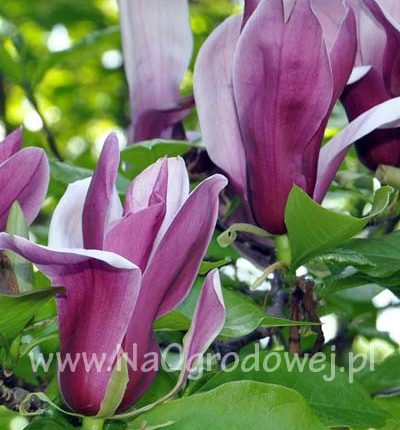 Magnolia purpurowa 'Nigra’