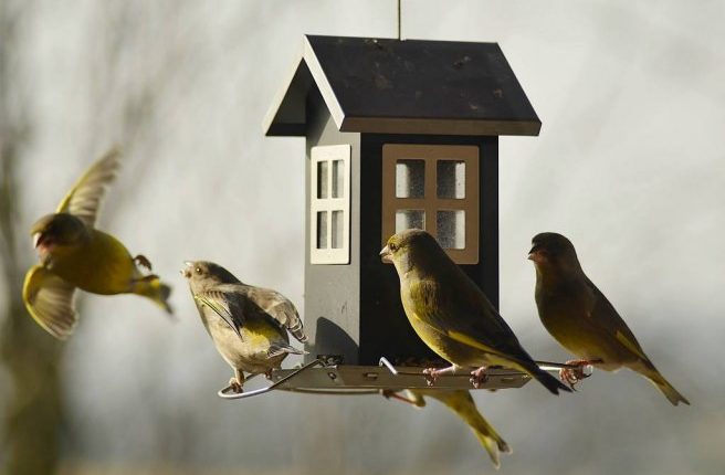 Czym zimą karmić ptaki w ogrodzie?