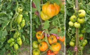 Owoce na szczepionych pomidorach - początek sierpnia