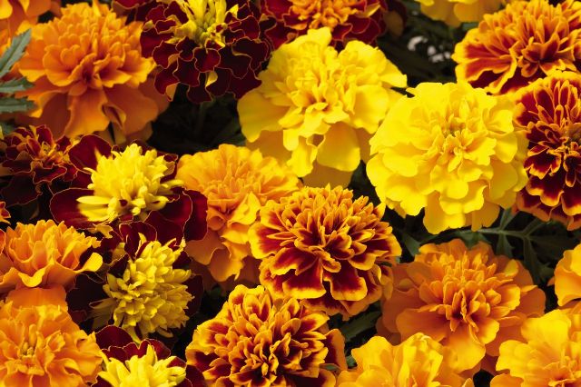 Aksamitki – jednoroczne kwiaty nie tylko dla początkujących ogrodników