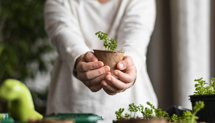 Domowa uprawa roślin w growboxach – o czym warto pamiętać? Doradzamy!
