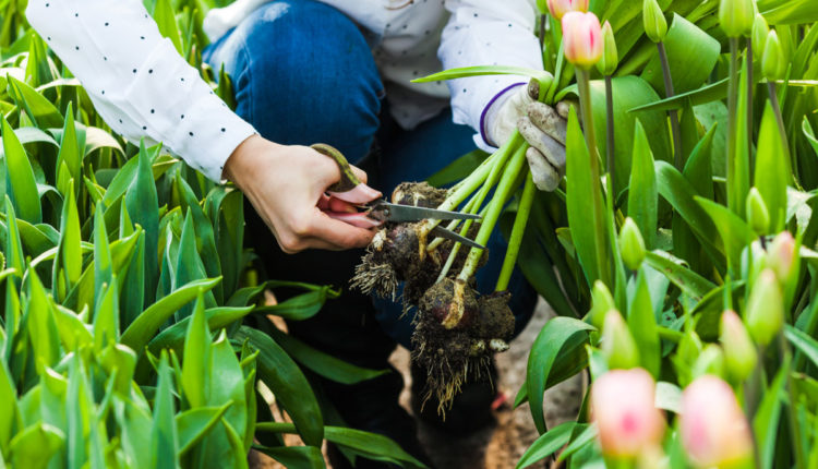 Tulipany – kiedy i jak sadzić cebulki?