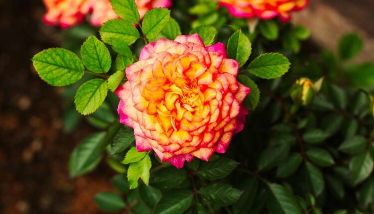 Uprawa róż miniaturowych w doniczkach – o czym musimy pamiętać?