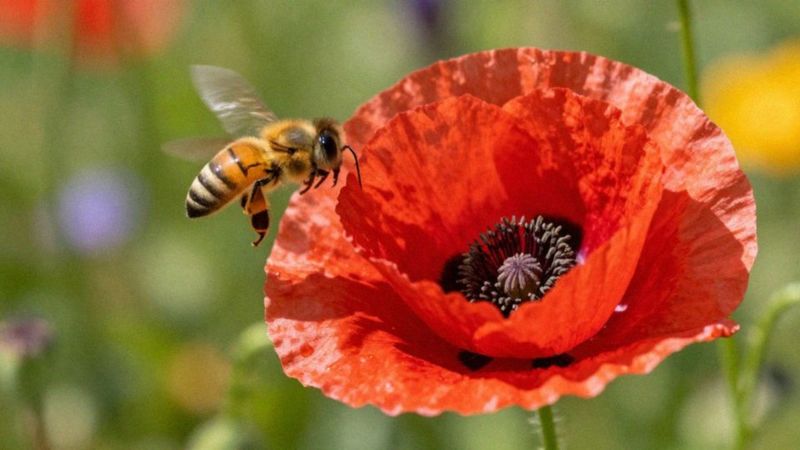Jak przebiega zapylenie i zapłodnienie?