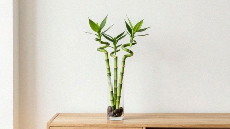 Która liczba łodyg pasuje do Feng Shui?