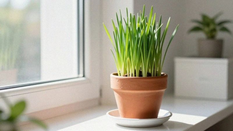 Jakie warunki uprawy preferuje trawa cytrynowa?