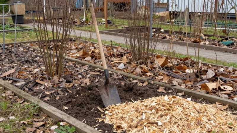 Jak zabezpieczać rośliny na zimę i kiedy je przycinać?