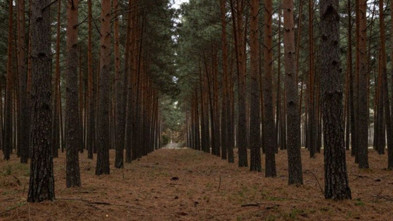 Czy bory sosnowe i monokultury szkodzą?